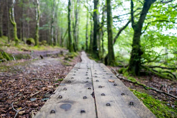 Деревянная Дорожка Влажном Зеленом Лесу — стоковое фото