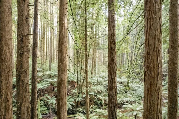 Guardando Attraverso Bordo Una Foresta Sequoie Felci Foresta Nativa — Foto Stock