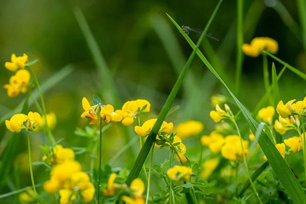 Egy Közeli Felvétel Birdsfoot Futólábas Virágokról Mezőn — Stock Fotó