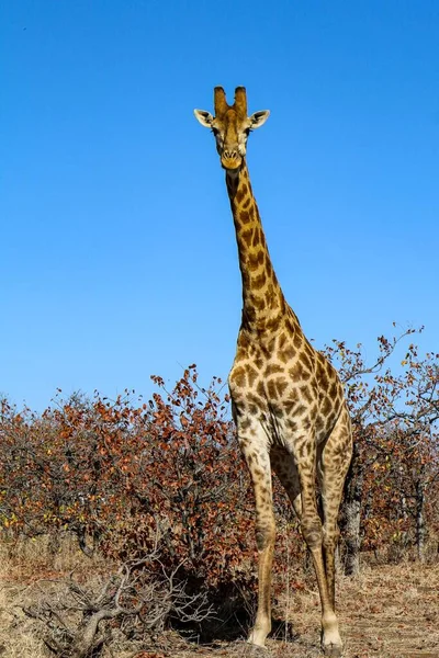 Een Prachtig Uitzicht Een Giraffe Blauwe Lucht — Stockfoto