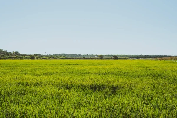 Horní Pohled Svěží Zelené Rýžové Pole Pod Modrou Oblohou — Stock fotografie
