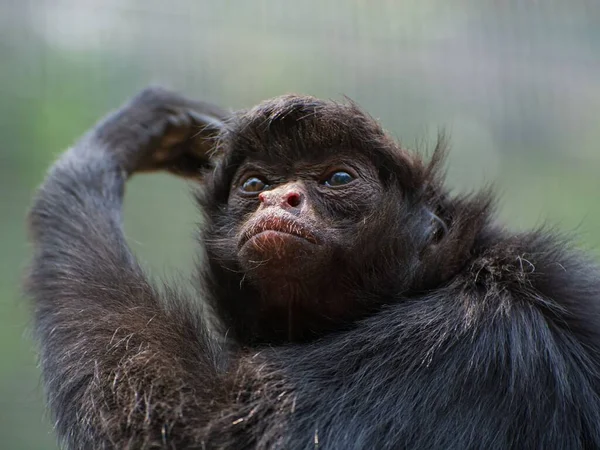 Macro Black Monkey — Stock Photo, Image