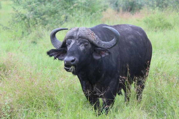 Siyah Afrika Bufalosu Syncerus Caffer Çimlerin Üzerinde Durur Gündüzleri Otlar — Stok fotoğraf