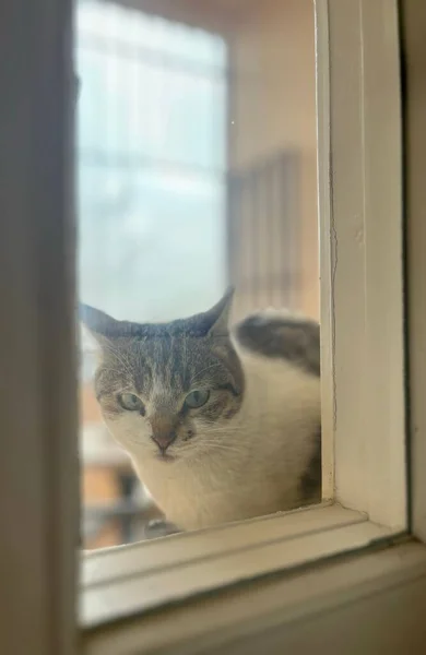 一只可爱的红白相间的猫透过窗户看着摄像机的垂直镜头 — 图库照片