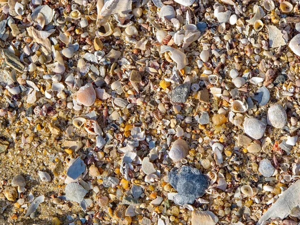 澳大利亚昆士兰州凯恩斯附近海滩上的贝壳和卵石 — 图库照片