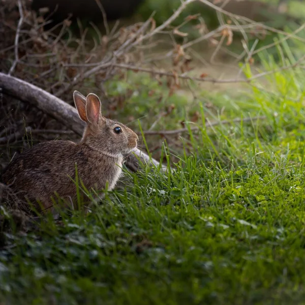 초원에서 귀엽고 토끼의 — 스톡 사진