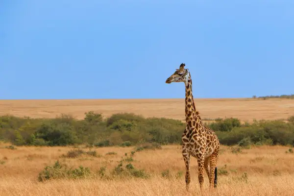 Une Belle Vue Sur Une Girafe Dans Ciel Bleu — Photo