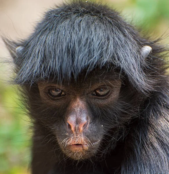 黑猴子的一个竖直的大个儿 — 图库照片