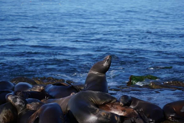 Eine Robbengruppe Die Sich Strand Ausruht Mit Blauem Meer Hintergrund — Stockfoto