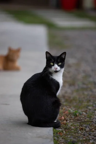 Függőleges Felvétel Egy Fekete Fehér Macskáról — Stock Fotó