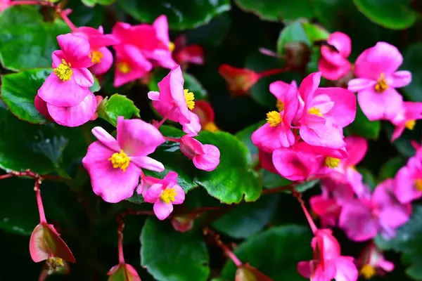 Ein Selektiver Schwerpunkt Aus Rosa Begonien Blüten Einem Garten — Stockfoto