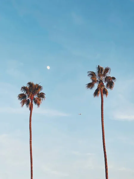 A moon in the blue sky and palm tree