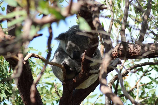 Wild Koala Taking Nap Eucalyptus Tree Stock Photo