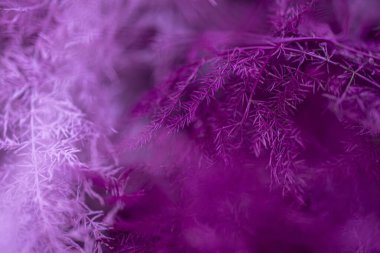 Köknar ağacının mor arkaplanı.