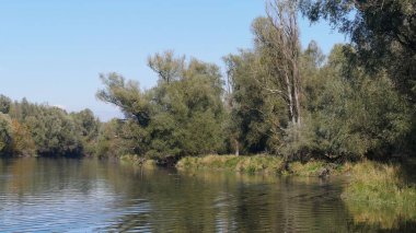 Hırvatistan 'ın Kopacki Rit parkında ağaçlarla çevrili bir göl