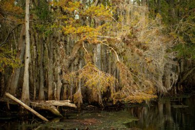 Suwannee Nehri 'ndeki Florida selvi ağaçları sonbahar için renk değiştiriyor.