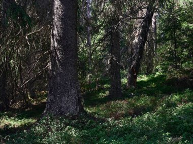 Norveç 'in Toten kentindeki bir ormanda otlağa yakın bir yer.
