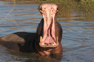 Gölde ağzı açık bir su aygırının yakın çekimi, Sabi Sands 'de büyük dişler, Güney Afrika' da ulusal park