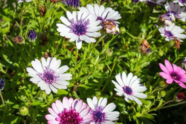 Güneşli bir günde bir bahçede renkli Afrika papatyaları (Osteospermum)