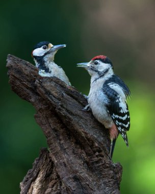 Ağacın dalındaki benekli ağaçkakanların güzel manzarası.