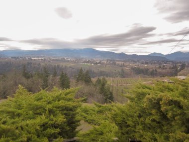 Uzakta dağları olan yeşil ağaçlar