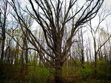 Yıpranmış ağaçları olan bir orman.