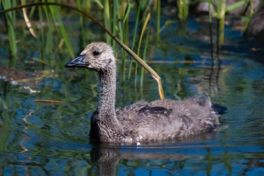 Sakin bir gölde yüzen genç bir kazın yakın çekimi.