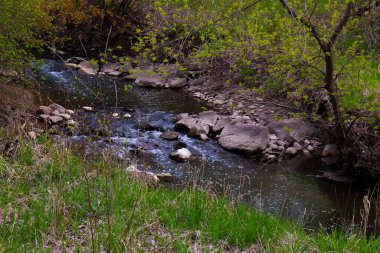 Ormanda kayalık bir nehir