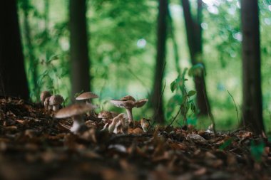 Ormandaki yağmurdan sonra ıslak zeminde bir grup mantar.
