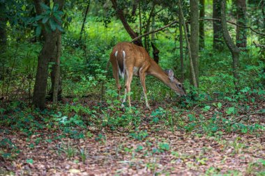 Ormanda otlayan bir geyik.