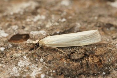 Crambus perlella 'nın güzel bir manzarası