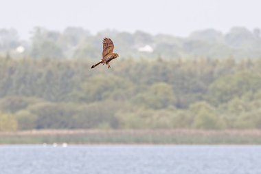 Kırsal bir çayırda uçan kahverengi dişi bir tavuk.