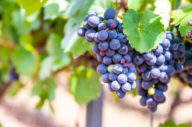 Taze olgun, üzüm bağında asılmış üzüm demetlerinin yakın çekimi.