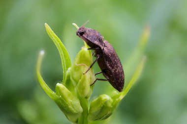 Kahverengi fındıkkıranın (Agrypnus murinus) bir bitkinin üzerinde dinlenen yakın çekimi