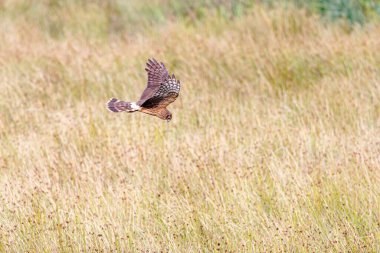 Kırsal bir çayırda uçan kahverengi dişi bir tavuk.
