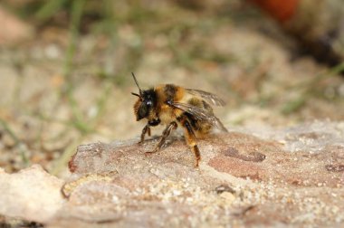 Kayanın üzerinde çatal kuyruklu bir çiçek arısı (Anthophora furcata)