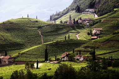 Bolzano Güney Tyrol, İtalya 'daki üzüm bağlarının kuş bakışı görüntüsü