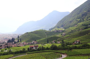 Bolzano Güney Tyrol, İtalya 'daki üzüm bağlarının kuş bakışı görüntüsü