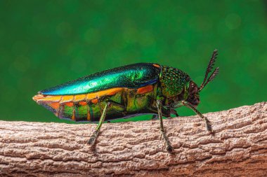 Bir dal üzerine tünemiş bir mücevher böceğinin (Buprestidae) makro görüntüsü