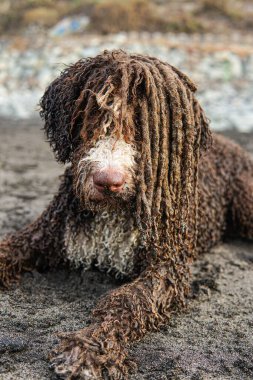 Çamurla kaplı kahverengi bir köpeğin dikey yakın çekimi.