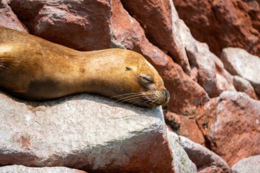 Ballestas Adaları, Peru 'daki kayalıklarda bir deniz aslanının yakın plan çekimi.