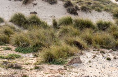 Baharda Mallorca, İspanya 'daki Cala Mesquida plajında çimenler. Doğa koruma ve koruma alanı
