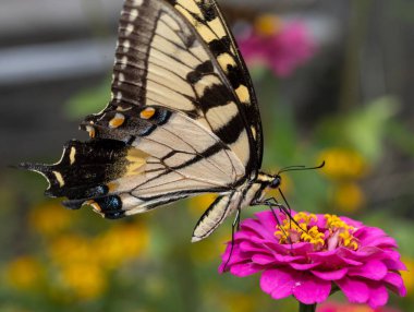 Papilio machaon kelebeğinin çiçeğe tünediği yakın plan.