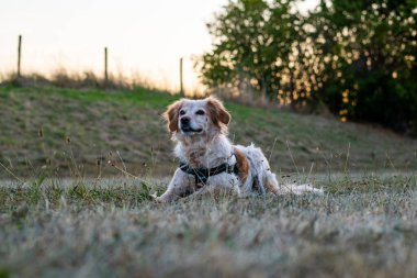 Gün batımında yeşil çayır parkında oturan bir Brittany köpeği