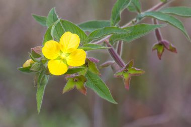 Avustralya 'nın Tropik Kuzey Queensland kentindeki Atherton Tabloları' nda büyüyen Willow Primrose.