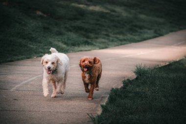 Yolda koşan Lagotto Romagnolos 'un yakın plan çekimi.