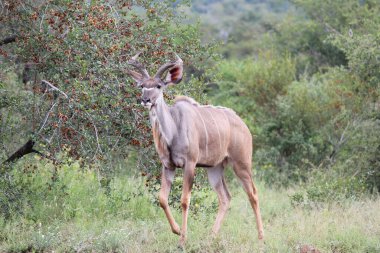 Bir kudu (Tragelaphus strepsiceros) gündüzleri ağaçlarla çevrili çimlerde yürüyor