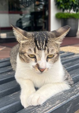 Sokak kedisinin dikey görüntüsü.