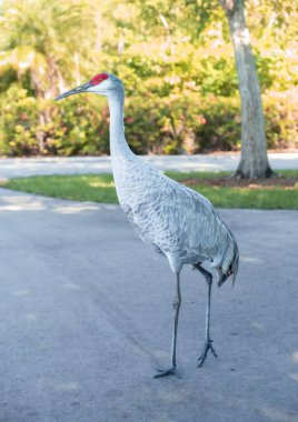 Everglades, Florida, ABD 'deki bir parkta bir kum tepesi vincinin dikey görüntüsü.