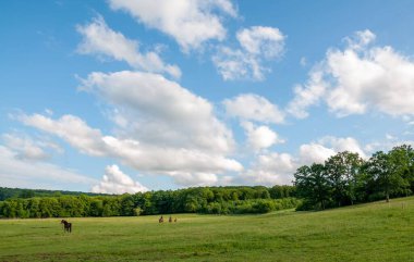 Mavi bulutlu gökyüzünün altında sık ormanlı yeşil çayırlarda otlayan bir at sürüsü.